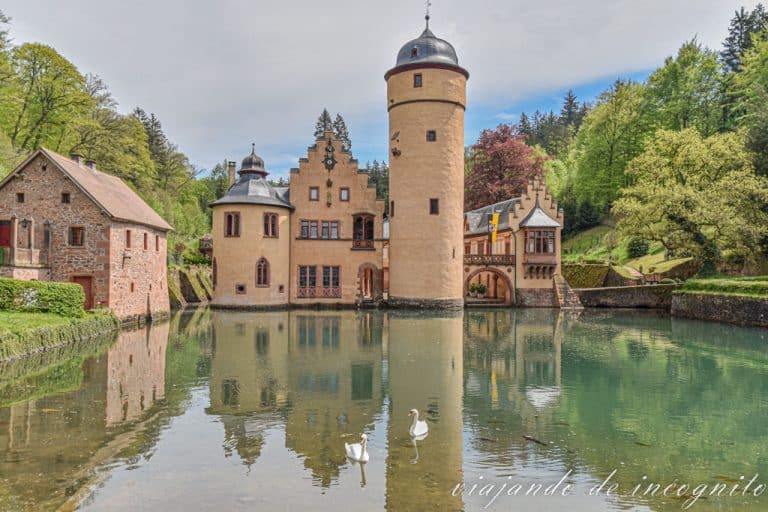 Castillo de Mespelbrunn de color crema con una torre baja y otra alta reflejado en un estanque con cisnes