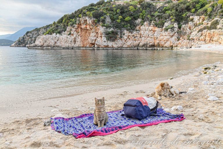 Un gato está encima de una toalla rosa y azul en la playa grande de guijarros en Kas. Junto a la toalla hay un perro descansando.