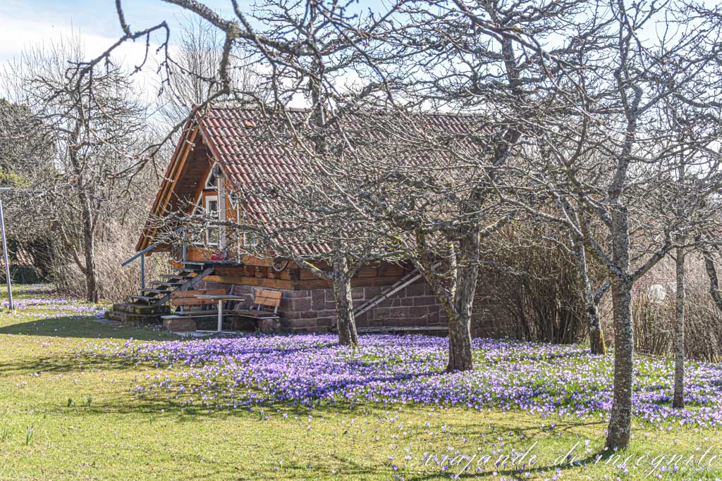 Prado frente a una cabaña de madera con numerosas flores Crocus de color morado y varios árboles desnudos