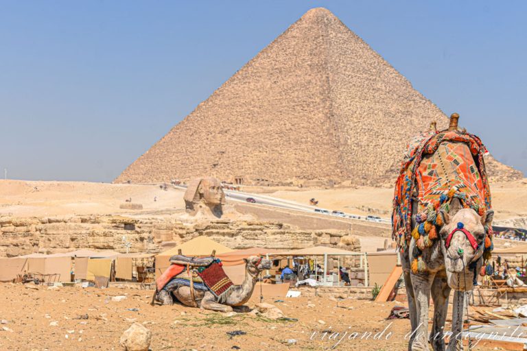 Dos camellos frente a la esfinge y la pirámide de Keops
