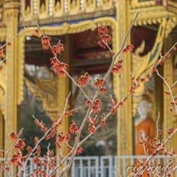 Ramas con hojas rojas y al fondo la sala tailandesa del parque del Oeste en invierno. Uno de los lugares curiosos que ver en Múnich