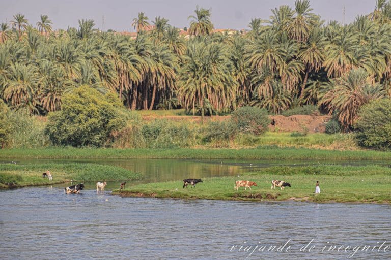 Vacas cruzando un trecho de agua en el Nilo acompañadas por dos hombres. Al fondo hay numerosas palmeras.