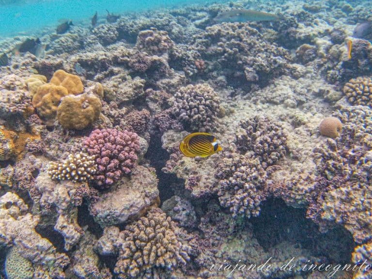 Arrecifes de coral en el Mar Rojo por la zona de Hurghada con un pez amarillo nadando entre ellos