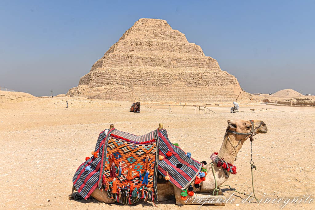 Camello sentado frente a la pirámide de Zoser