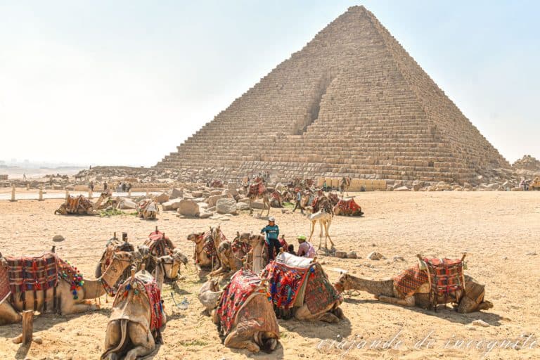 Un grupo de camellos descansa frente a la pirámide de Micerino