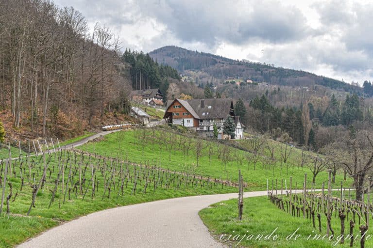 Vistas de sasbachwalden con viñedos y una destilería