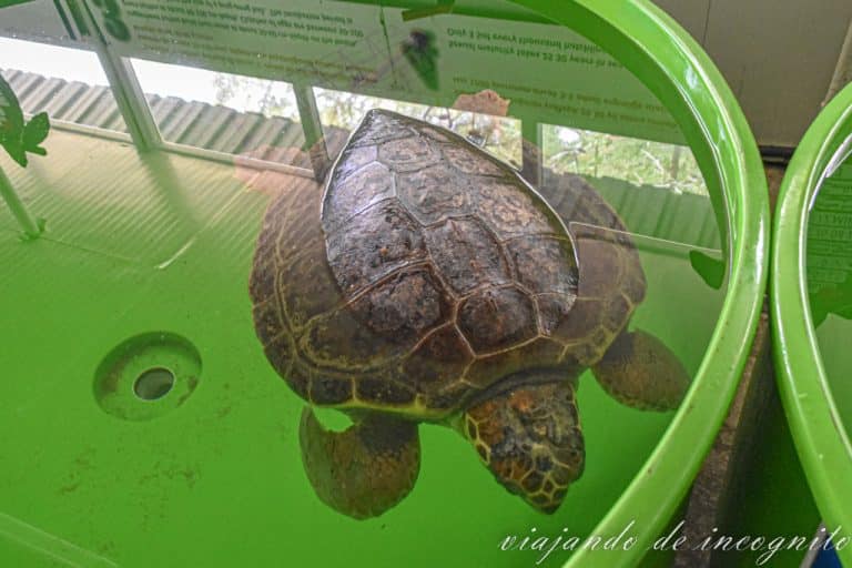 Tortuga en un recipiente verde en el hospital de las tortugas en Iztuzu