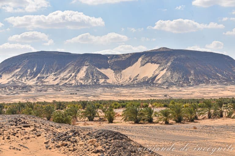 Palmeras frente a una de las montañas del desierto negro. Egipto