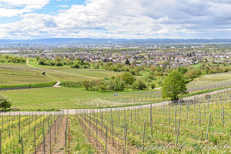 Vistas desde la terreza de Zum Ochsen en Weil am Rhein en el sur de la Selva Negra