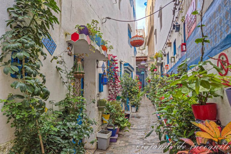 Calle de las naranjas de la Kasbah de Tánger decorado con numerosas plantas.