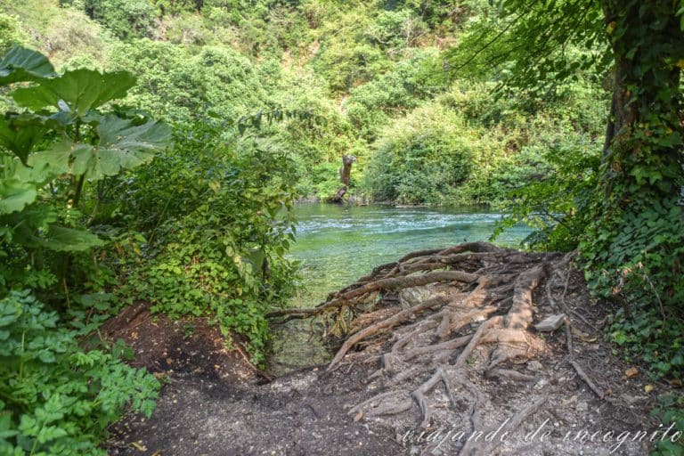 Un árbol muestra sus raices junto al río Bistrica metros más abajo del manantial del Blue Eye