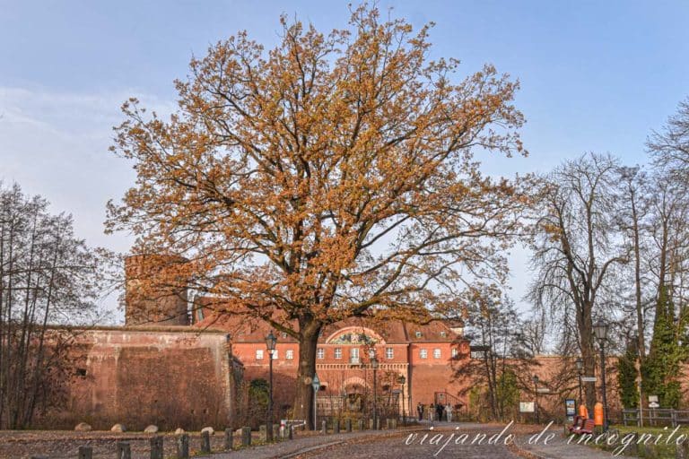 Un gran árbol frente a la entrada de la Ciudadela de Spandau
