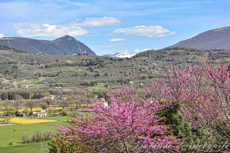 Vistas de las montañas alrededor de Spello desde el mirador de Posterula. Algunos picos siguen nevados y en primer plano hay una planta morada.