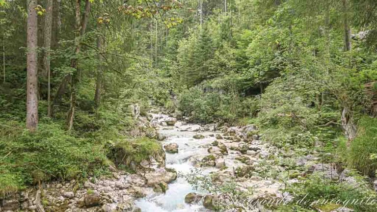 Zauberwald