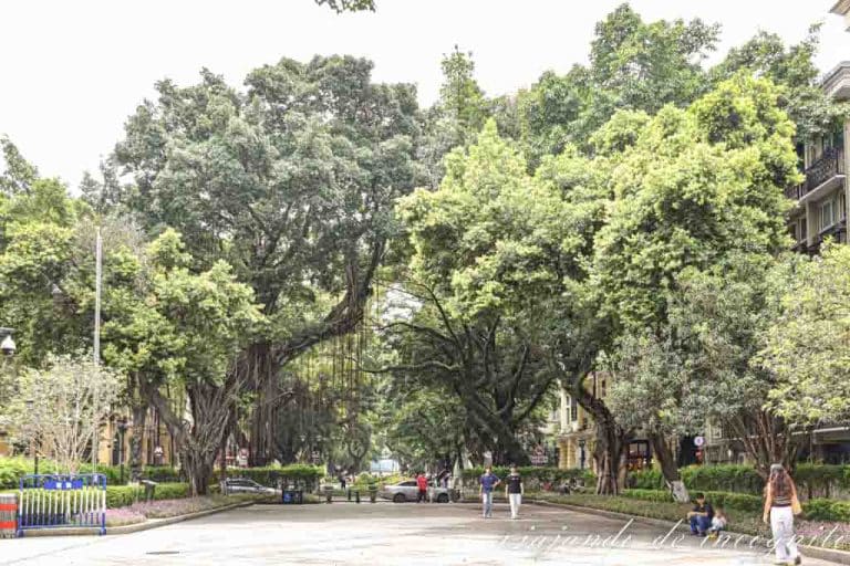 Avenida de la isla Shamian flanqueada por impresionantes árboles.