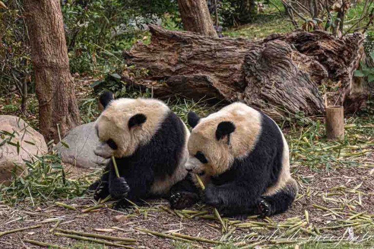 Dos pandas comen bambú uno junto al otro.