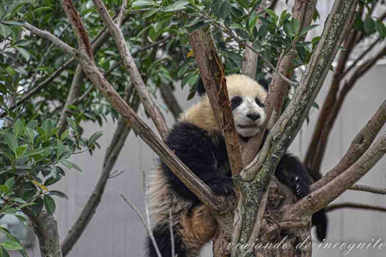 Un panda descansa en un árbol.