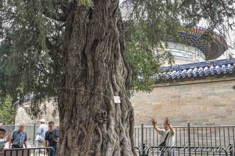 Varias personas rodean el Ciprés de los Nueve Dragones en el Templo del Cielo.
