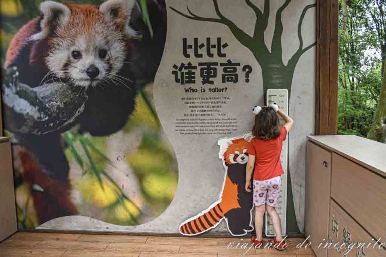 Una niña se mide en un medidor en la reserva de pandas gigantes de Chengdu que está junto a un cartel de un panda rojo.
